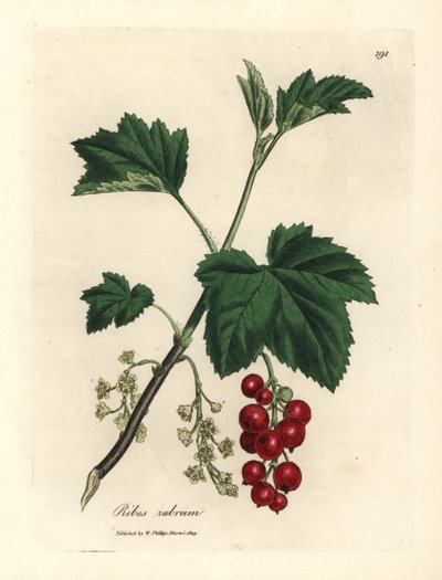 红醋栗树，Ribes rubrum 作者 詹姆斯·索尔比