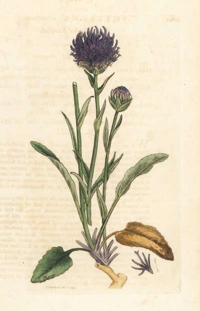 圆头斜齿翁，Phyteuma orbiculare (Phyteuma orbicularis) (Orbicular Rapunzel) 根据伦敦 James Smith 的《英国植物学》中 James Sowerby 的插图绘制的手工彩色铜版雕刻。 作者 詹姆斯·索尔比
