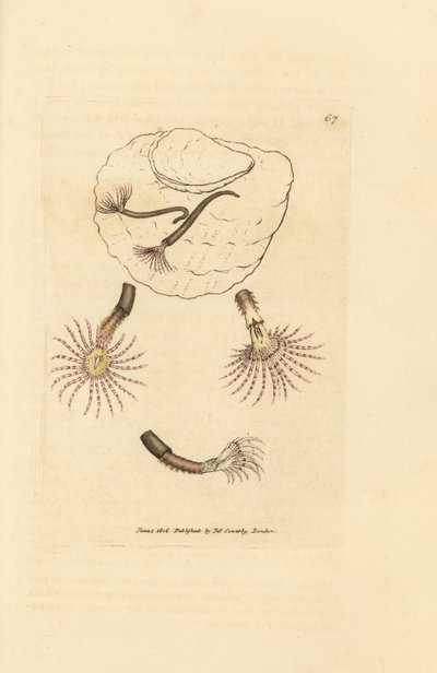 带有深红色触须的沙虫，Amphitrite rosea。詹姆斯-索尔比（James Sowerby）的手工彩色铜版雕刻，选自《英国杂录》，或《新奇、罕见或鲜为人知的动物彩色图片》。 作者 詹姆斯·索尔比