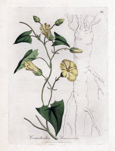 Scamonee - Scammony 旋花，旋花属斯卡莫尼亚。 手绘铜版雕刻，取自詹姆斯·索尔比 (James Sowerby) 的植物插图，来自威廉·伍德维尔 (William Woodville) 和威廉·杰克逊·胡克爵士 (Sir William Jackson Hooker) 的“药用植物学”，约翰·博恩 (John Bohn)，伦敦 作者 詹姆斯·索尔比