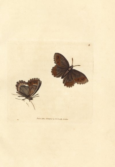 苏格兰阿格斯蝴蝶，Erebia aethiops (Papilio blandina)。詹姆斯-索尔比（James Sowerby）的手工彩色铜版雕刻，选自《英国杂录》，或《新奇、罕见或鲜为人知的动物题材彩色图片》。 作者 詹姆斯·索尔比