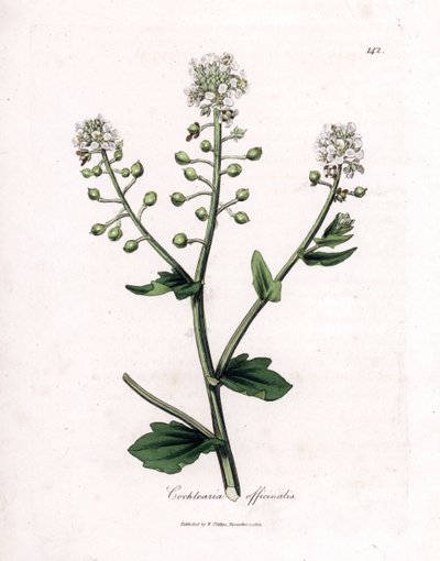 坏血病草，Cochlearia officinalis。詹姆斯-索尔比（James Sowerby）根据威廉-伍德维尔（William Woodville）和威廉-杰克逊-胡克爵士（William Jackson Hooker）的《医学植物学》绘制的植物插图所作的手工彩色铜版画，约翰-伯恩，伦敦 作者 詹姆斯·索尔比