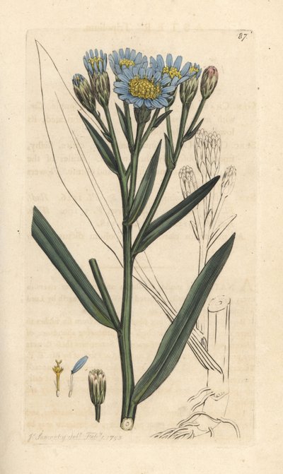 海紫菀，Tripoliium pannonicum subsp. tripolium（Sea starwort、Aster tripolium）（Aster Maritime）手绘铜版雕刻，由詹姆斯·索尔比（James Sowerby）绘制，来自伦敦詹姆斯·史密斯英国植物学研究所 作者 詹姆斯·索尔比