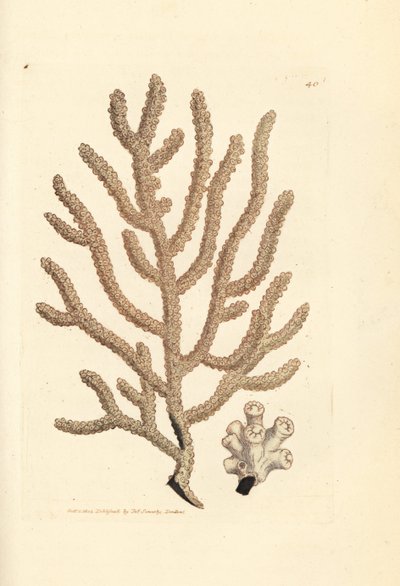 海扇，Gorgonia 种（细长的 Gorgonia，Gorgonia viminalis？）詹姆斯-索尔比（James Sowerby）的手工彩色铜版雕刻，选自《英国杂录》（The British Miscellany），或《新奇、稀有或鲜为人知的动物彩色图片》（Colored figures of new, rare, or little known animal subjects）。 作者 詹姆斯·索尔比