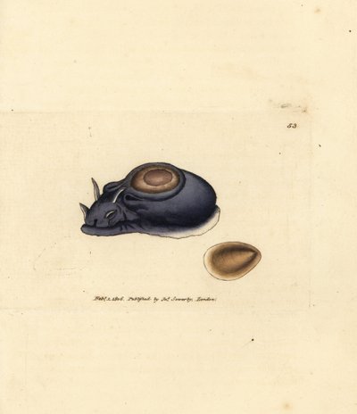 海蛞蝓或海兔，Aplysia punctata (Aplysia hybrida)。詹姆斯-索尔比（James Sowerby）的手工彩色铜版雕刻，选自《英国杂录》（The British Miscellany），或《新颖、稀有或鲜为人知的动物彩色图片》。 作者 詹姆斯·索尔比