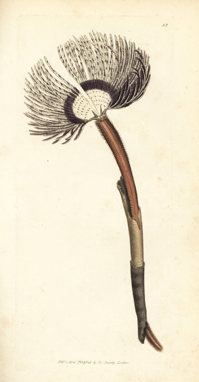 海虫，Amphitrite ventilabrum。 《英国杂记》中詹姆斯·索尔比 (James Sowerby) 的手绘铜版雕刻，或新的、稀有的或鲜为人知的动物主题的彩色人物。 作者 詹姆斯·索尔比