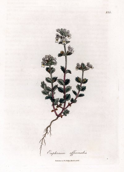 近视草--普通眼药，Euphrasia officinalis。詹姆斯-索尔比（James Sowerby）根据威廉-伍德维尔（William Woodville）和威廉-杰克逊-胡克爵士（William Jackson Hooker）的《医学植物学》绘制的植物插图手工彩色铜版画，约翰-伯恩，伦敦 作者 詹姆斯·索尔比