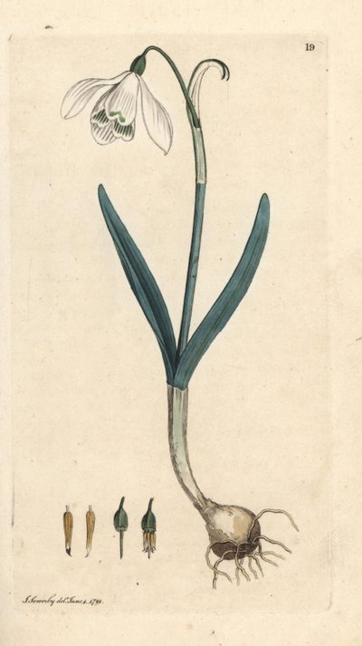 雪花莲，雪花莲。 手绘铜版雕刻，由詹姆斯·索尔比 (James Sowerby) 绘制，来自伦敦詹姆斯·史密斯英国植物学 (James Smith