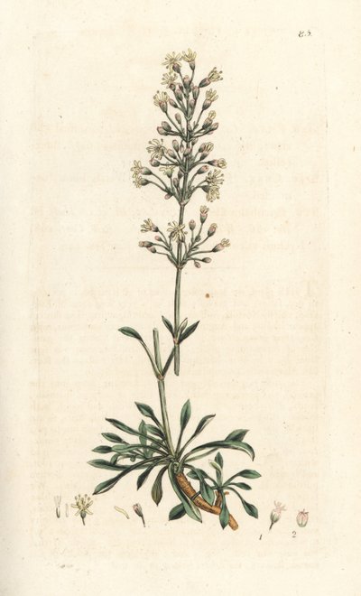 Spanish catchfly, Silene otites (Spanish campion, Cucubalus otites) (silene a small leaves) 根据伦敦 James Smith 的《英国植物学》中 James Sowerby 的插图所作的手工彩色铜版雕刻 作者 詹姆斯·索尔比