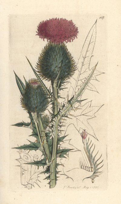 长矛蓟，Cirsium vulgare (Carduus lanceolatus)（普通蓟） 根据詹姆斯-索尔比（James Sowerby）的插图绘制的彩色铜版画，选自伦敦詹姆斯-史密斯（James Smith）的《英国植物学》（English Botany）。 作者 詹姆斯·索尔比