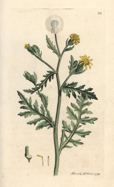 Stinking or sticky groundsel, Senecio viscosus (viscous senecon) 根据伦敦 James Smith 的《英国植物学》中 James Sowerby 的插图绘制的手工彩色铜版画。 作者 詹姆斯·索尔比
