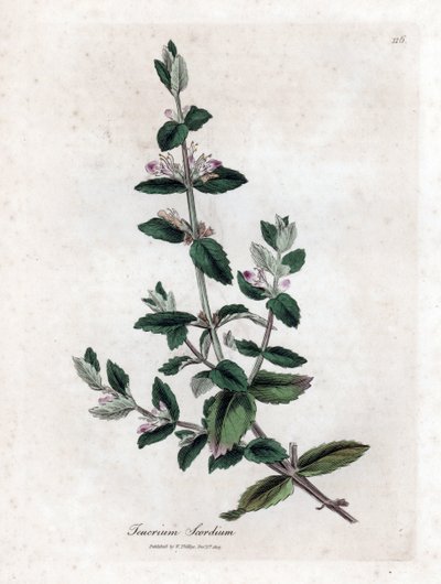 水芽菜 - 水芽菜，Teucrium scordium。詹姆斯-索尔比（James Sowerby）根据威廉-伍德维尔（William Woodville）和威廉-杰克逊-胡克爵士（William Jackson Hooker）的《医学植物学》绘制的植物插图所作的手工彩色铜版雕刻，约翰-伯恩，伦敦 作者 詹姆斯·索尔比