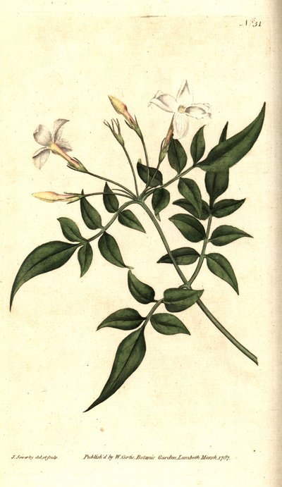 白茉莉（或茉莉花）--普通茉莉或茉莉花，Jasminum officinale。詹姆斯-索尔比（James Sowerby）的手工铜版雕刻和植物插图，选自威廉-柯蒂斯（William Curtis）的《植物杂志》，伦敦兰贝斯沼泽地 作者 詹姆斯·索尔比