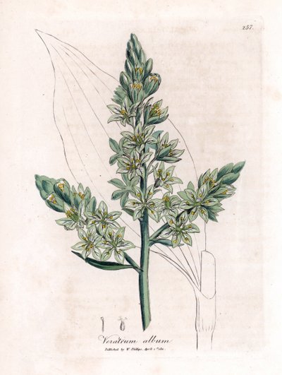 白色藜芦（以前称为白色藜芦） - 白色藜芦，藜芦专辑。 手绘铜版雕刻，取自詹姆斯·索尔比 (James Sowerby) 的植物插图，来自威廉·伍德维尔 (William Woodville) 和威廉·杰克逊·胡克爵士 (Sir William Jackson Hooker) 的“药用植物学”，约翰·博恩 (John Bohn)，伦敦 作者 詹姆斯·索尔比