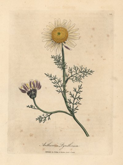 白色和黄色的西班牙洋甘菊，Anthemis pyrethrum 作者 詹姆斯·索尔比