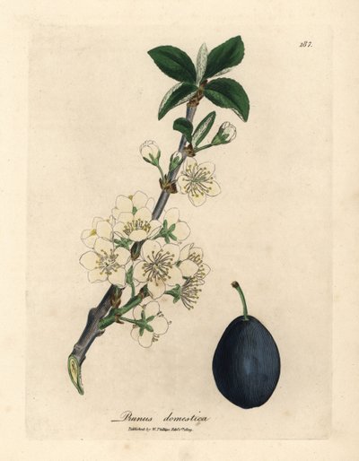 梅树（Prunus domestica）的白花和果实 作者 詹姆斯·索尔比
