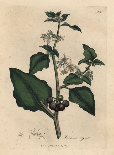 白花、黑浆果、茄属植物、龙葵 作者 詹姆斯·索尔比