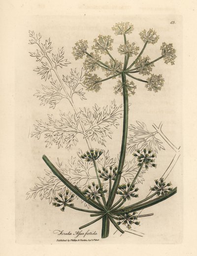 白花巨大茴香或阿萨福达，Ferula assafoetida 作者 詹姆斯·索尔比