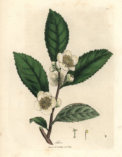 白花和绿茶叶，Thea bohea，茶树 作者 詹姆斯·索尔比
