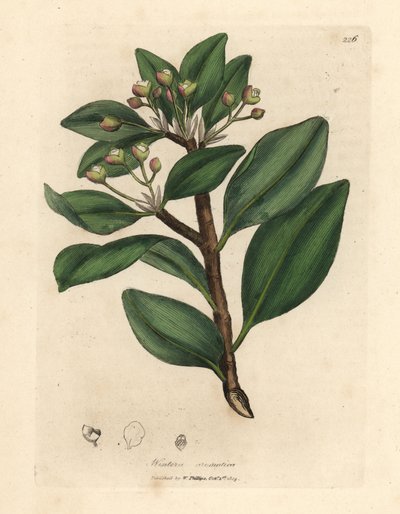 冬皮树，Wintera aromatica，Drimys winteri 作者 詹姆斯·索尔比