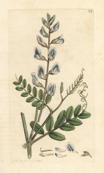 野豌豆，Vicia sylvatica (vesce des bois) 手绘铜版雕刻，由詹姆斯·索尔比 (James Sowerby) 绘制，来自伦敦詹姆斯·史密斯英国植物学 (James Smith