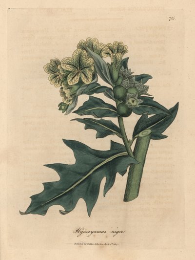 黄花黑天仙子，Hyoscyamus niger 作者 詹姆斯·索尔比