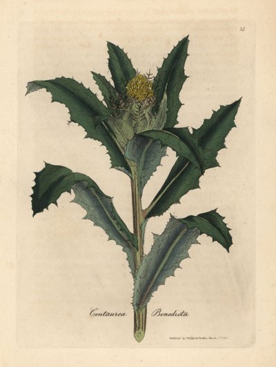 黄花福寿蓟，Centaurea benedicta 作者 詹姆斯·索尔比