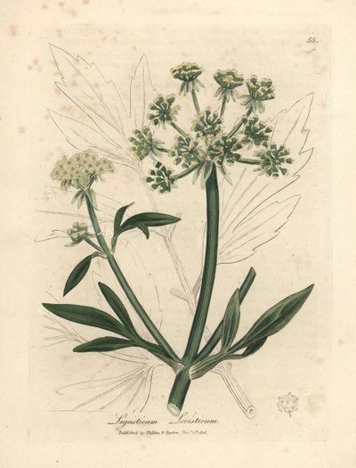 黄花独活草，Ligusticum levisticum 作者 詹姆斯·索尔比