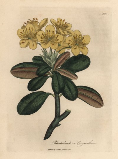 黄花杜鹃、菊花杜鹃 作者 詹姆斯·索尔比