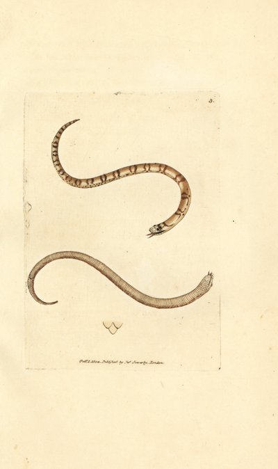 年轻的光滑蛇，Coronella austriaca（邓弗里斯郡蛇，Coluber dumfrisiensis）。 《英国杂记》中詹姆斯·索尔比 (James Sowerby) 的手绘铜版雕刻，或新的、稀有的或鲜为人知的动物主题的彩色人物。 作者 詹姆斯·索尔比
