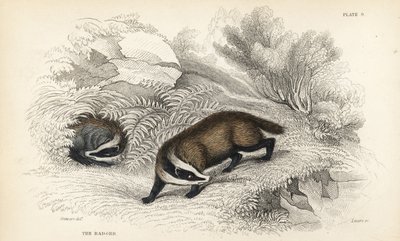 欧洲獾，Meles meles (Melestaxus)。 利扎斯 (Lizars) 手绘钢版画，根据詹姆斯·斯图尔特 (James Stewart) 的插图，来自爱丁堡威廉·贾丁博物学家图书馆 (William Jardine