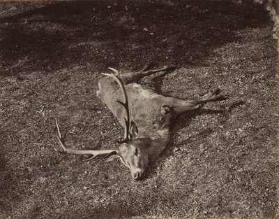 皇家雄鹿角c。 1870年。 作者 詹姆斯·瓦伦丁