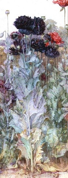 黑色和深红色的冰岛罂粟花（水彩画） 作者 詹姆斯·瓦伦丁·杰利