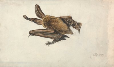 一只棕色长耳蝙蝠（Plecotus auritus） 作者 詹姆斯·沃德