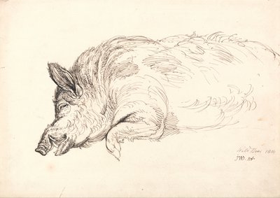一头野猪，睡着了还是死了 作者 詹姆斯·沃德