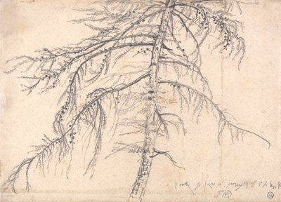 落叶松 作者 詹姆斯·沃德