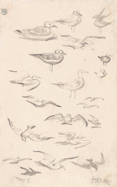 海鸥研究 作者 詹姆斯·沃德
