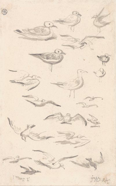 海鸥研究 作者 詹姆斯·沃德