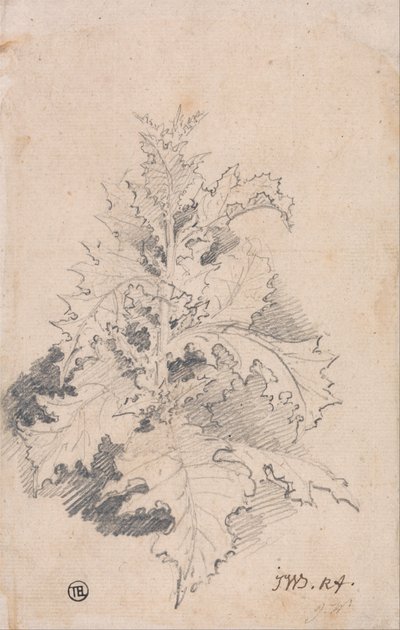 蓟花研究 作者 詹姆斯·沃德