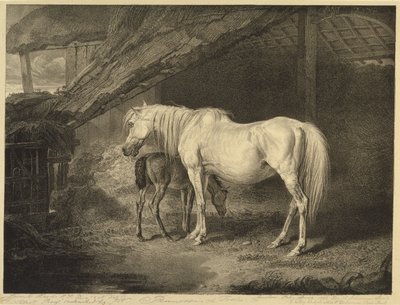 来自Celebrated Horses的Primrose and Foal，由艺术家1823-24出版的14件赛车版画 作者 沃德之后的詹姆斯