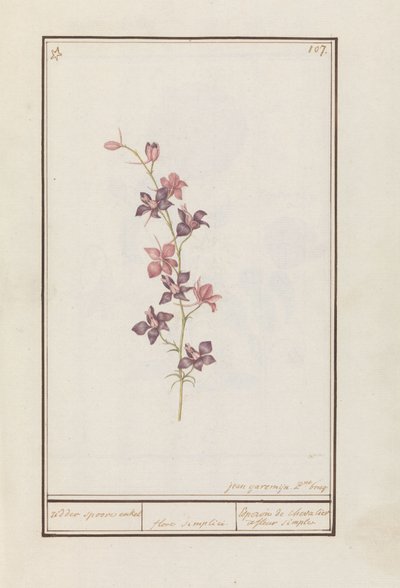 骑士刺（Consolida）
骑士单刺。/ floro simplici./ Esperon de chevalier afluer simple.(物体上的标题） 作者 扬·安东·加雷姆（Jan Anton Garemyn）