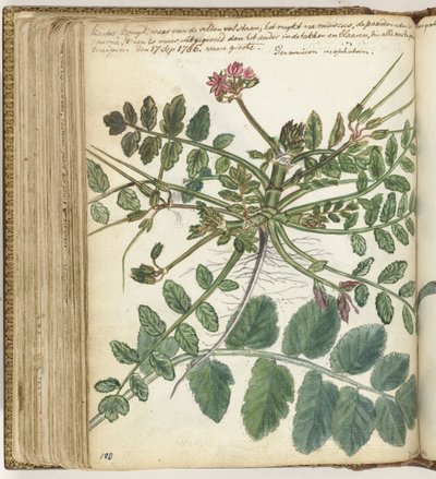 开普草甸草本植物 作者 简·布兰德斯