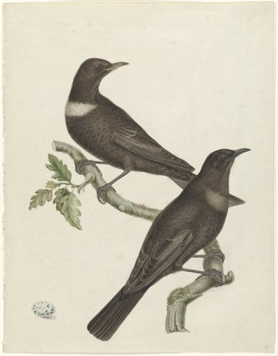 两只鸣鸫 (Purdus torquatus) 和一个蛋 作者 扬·克里斯蒂安·塞普（可能）