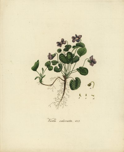 甜紫罗兰或英国紫罗兰，Viola odorata 作者 简·克里斯蒂安·塞普