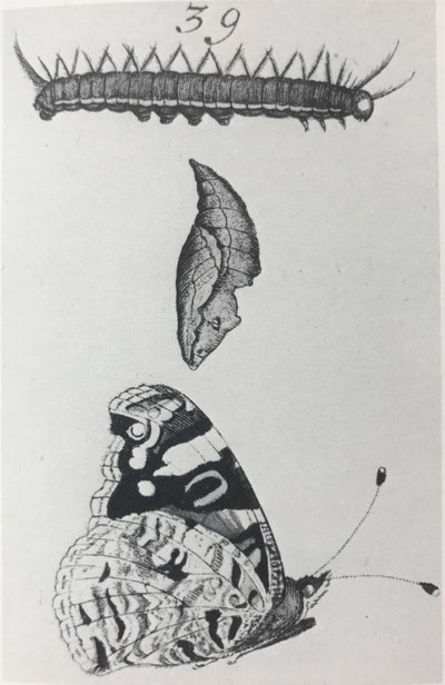 红海军上将 作者 扬·戈达特