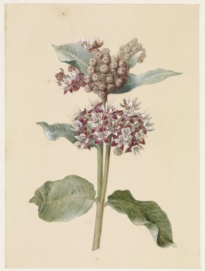 开花的 Asclepias 品种 作者 扬·雅各布·戈特林·文尼斯