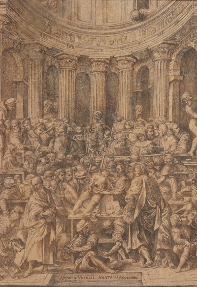 安德烈亚斯-维萨里的 "Fabrica "扉页（纸张上的钢笔和墨水） 作者 扬·斯蒂芬·卡尔卡（Jan Stephen Calcar）