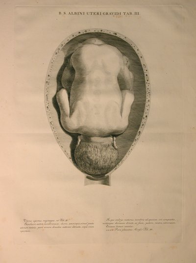 阿尔比努斯，PI。 3，从一个“人骨的表，由哈德齐格弗里德阿尔比努斯（1697年至1770年），由J.undH出版。维贝克，bibliop，莱顿，1748 作者 扬·旺德拉尔