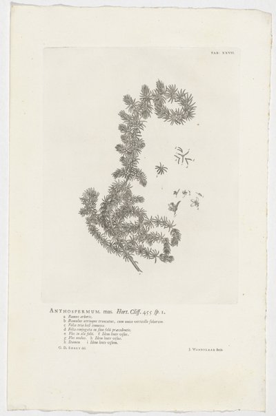 花草 花子雄性。 花园。 悬崖。 455 sp。 1（对象上的标题） 作者 扬·旺德拉尔