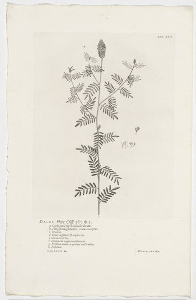 Dalea alopecuroides
Dalea.Hort.Cliff.363. sp. 1 （物上的标题） 作者 扬·旺德拉尔